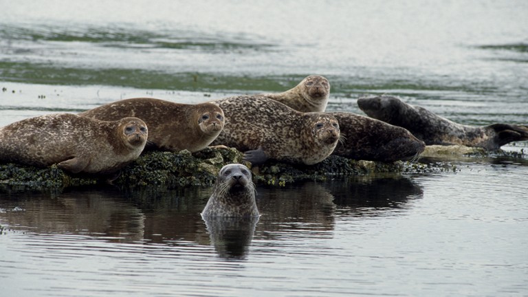 (Image from RSPB, but essentially what we could see through the binoculars)