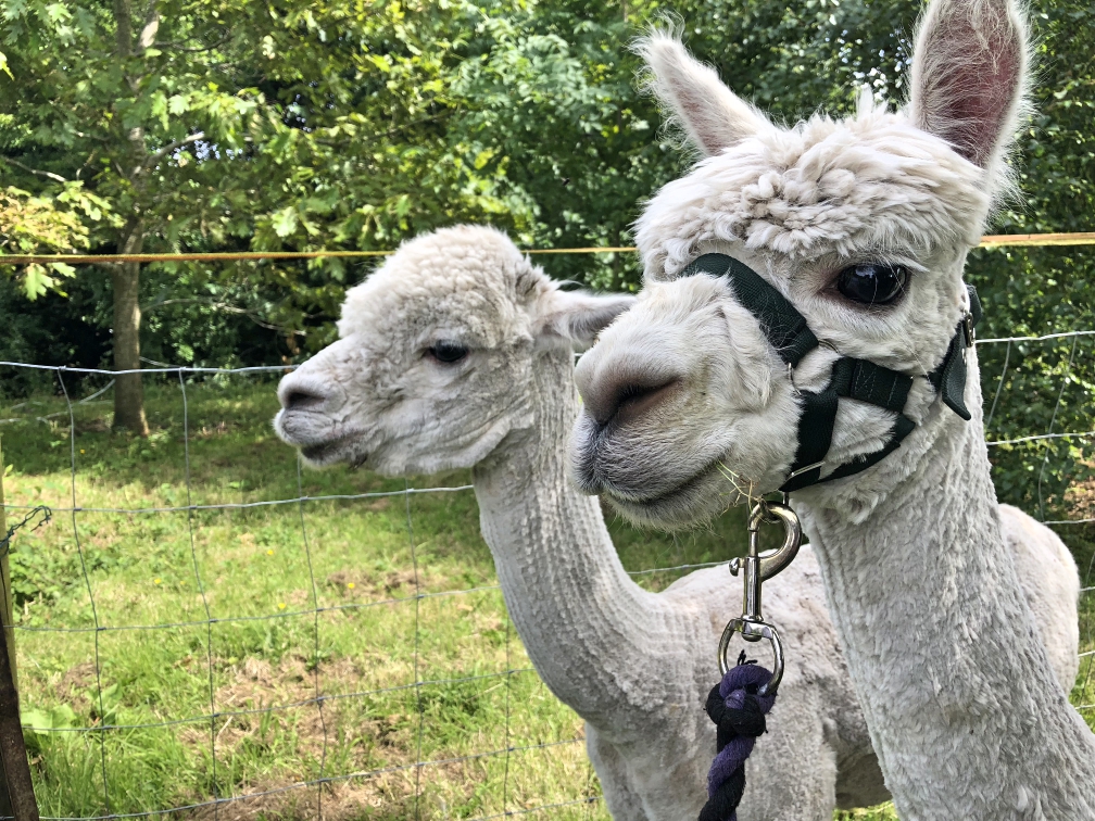 Long_Acre_Walk_With_Alpacas_NI_EXPLORER_Ireland (1).jpg