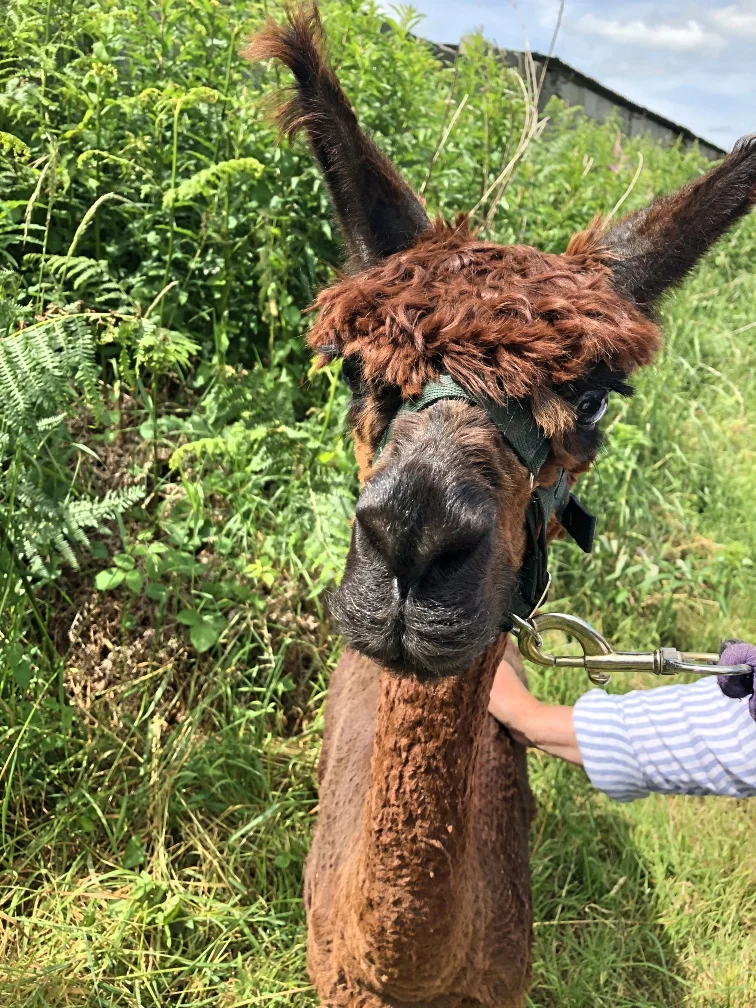Long_Acre_Walk_With_Alpacas_NI_EXPLORER_Ireland (2).jpg