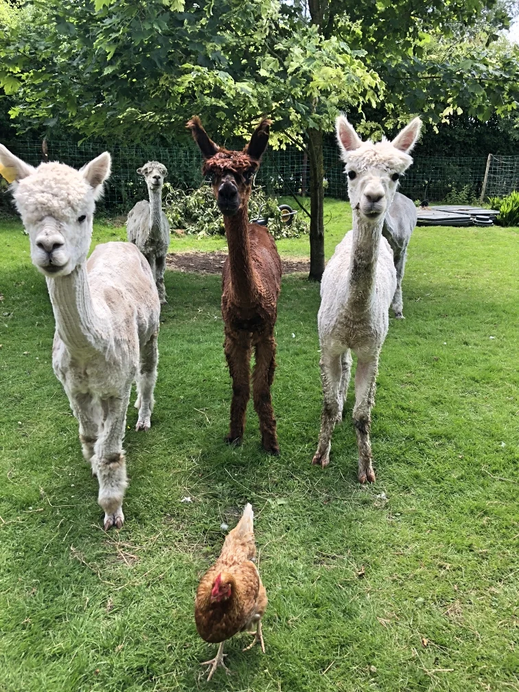 Long_Acre_Walk_With_Alpacas_NI_EXPLORER_Ireland (5).jpg