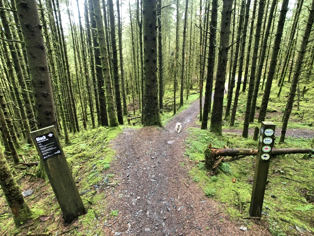ni_explorer_davagh_forest_mountain_biking_northern_ireland (15).jpg