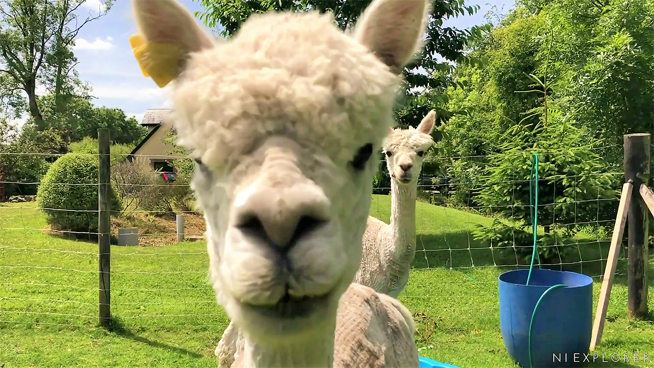 Walking_With_Long_Acre_Alpacas_NI_EXPLORER_Ireland_things_to_do.jpg