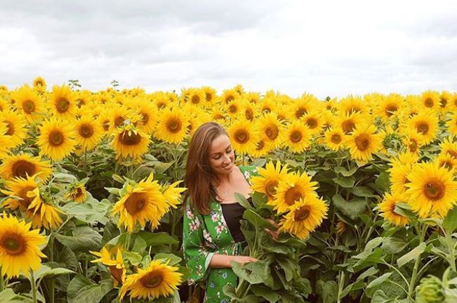 Sunflower Fields In Northern Ireland Ni Explorer