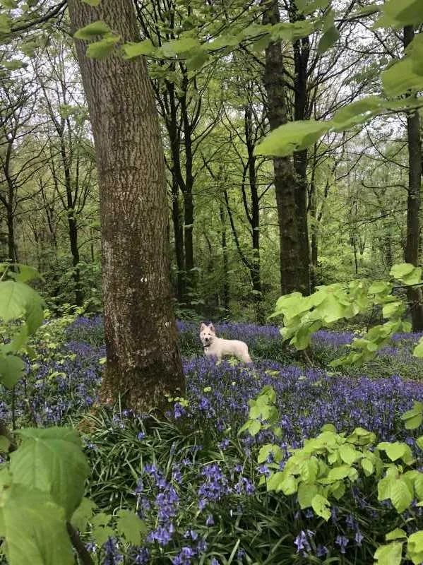 Instagram: scout.the.adventure.dog