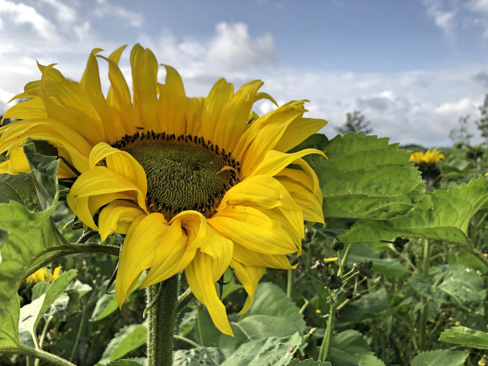 Sunflower Fields In Northern Ireland Ni Explorer