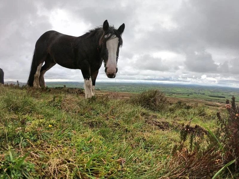 horse-riding-experience-sheans-horse-farm-armoy-northern-ireland5.jpg
