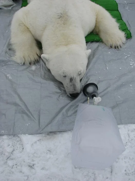Bear with Breath Bag