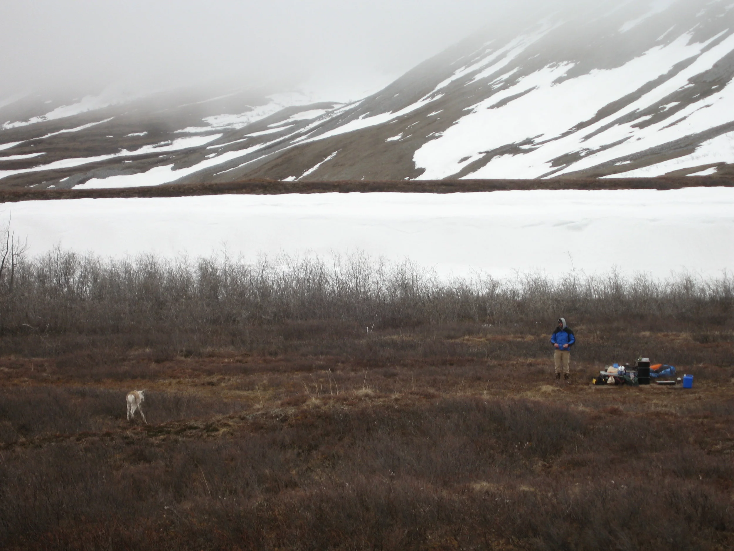 Erik and caribou calf