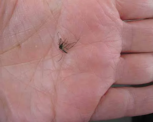 mosquito-hand.jpg
