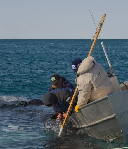 Barrow Whaling