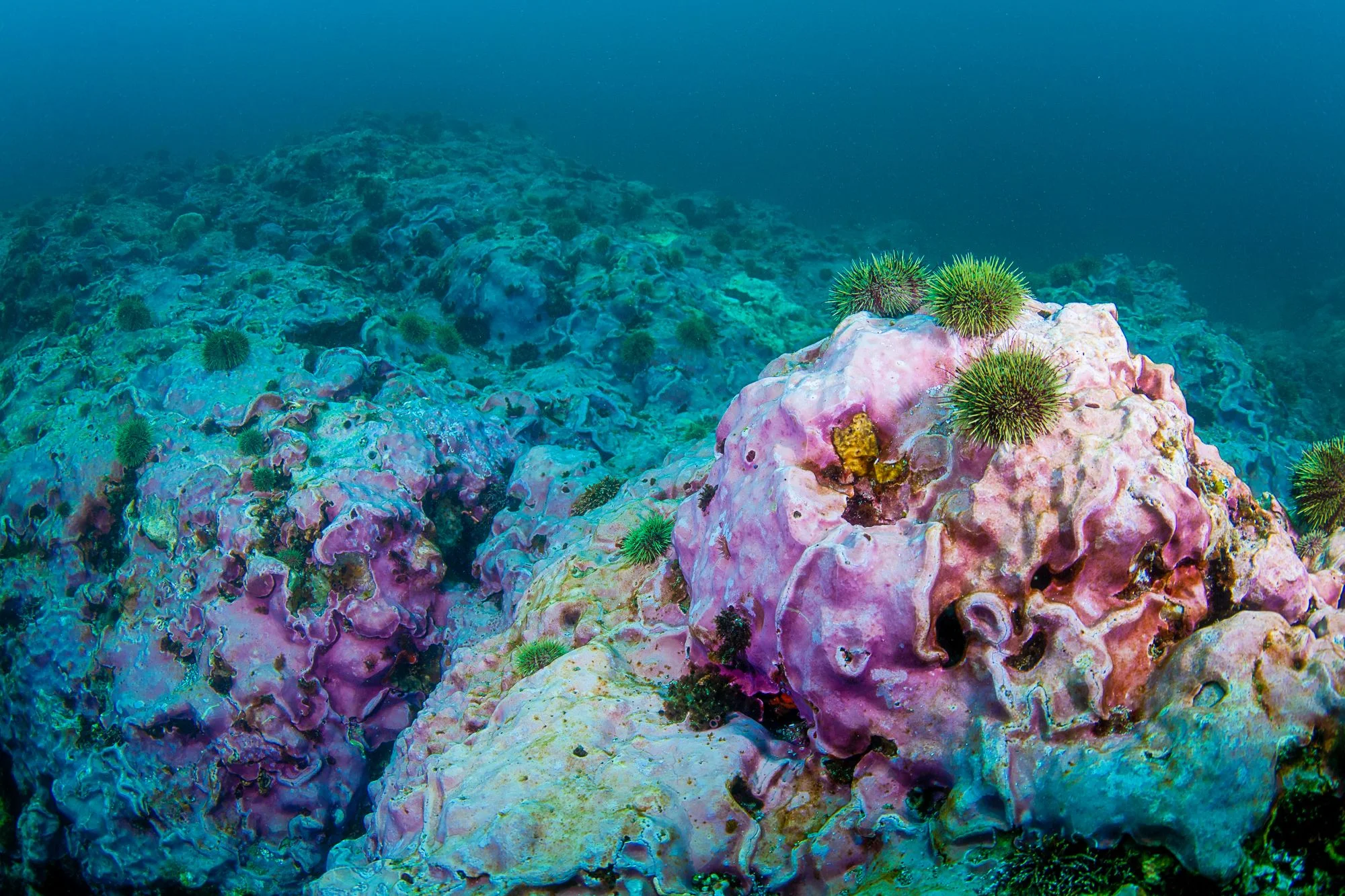 Sea-urchins-on-ancient-coralline-1.jpg