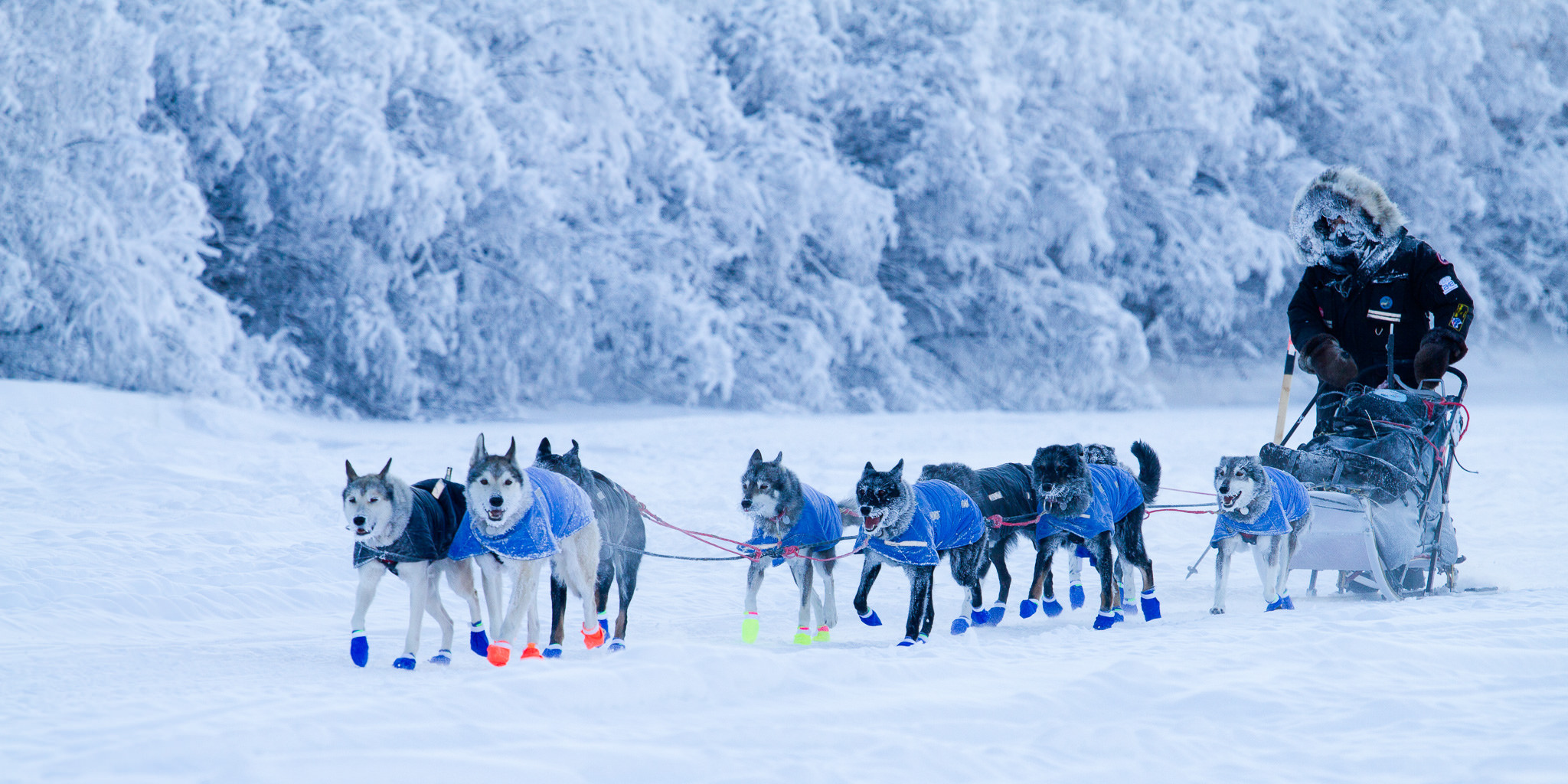 Musher Curt Perano pulls into Pelly Crossing, Yukon, during the 2014 Yukon Quest, about 741 miles into the race when the temperature was around minus 40 degrees Fahrenheit. Photo: Arthur T. LaBar
