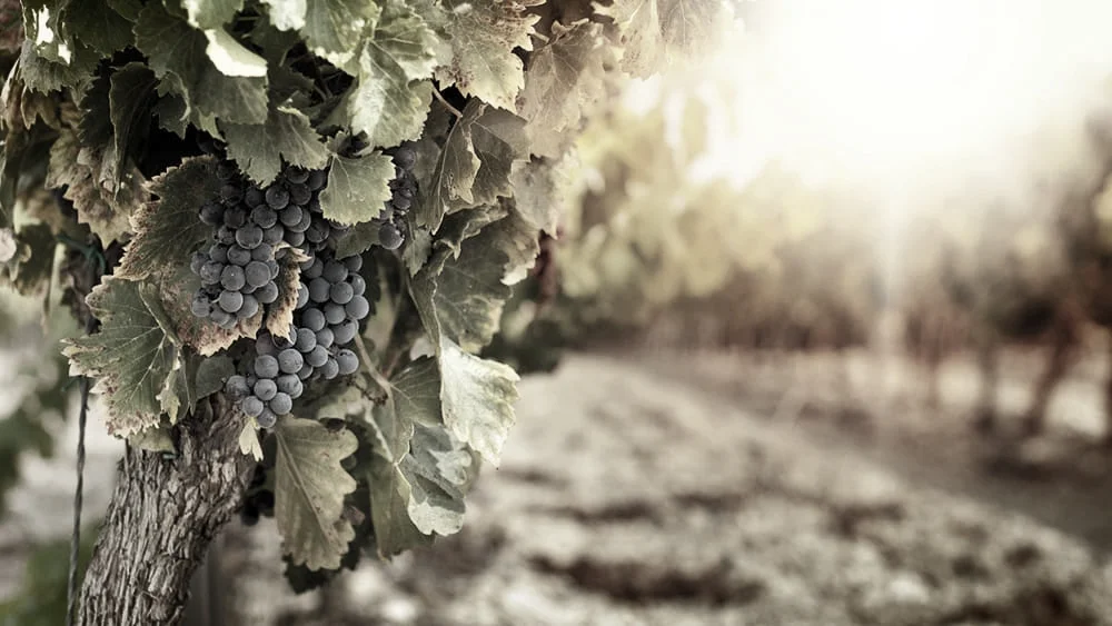 "Ottobre DiVINO 2017" - 4° EDIZIONE!