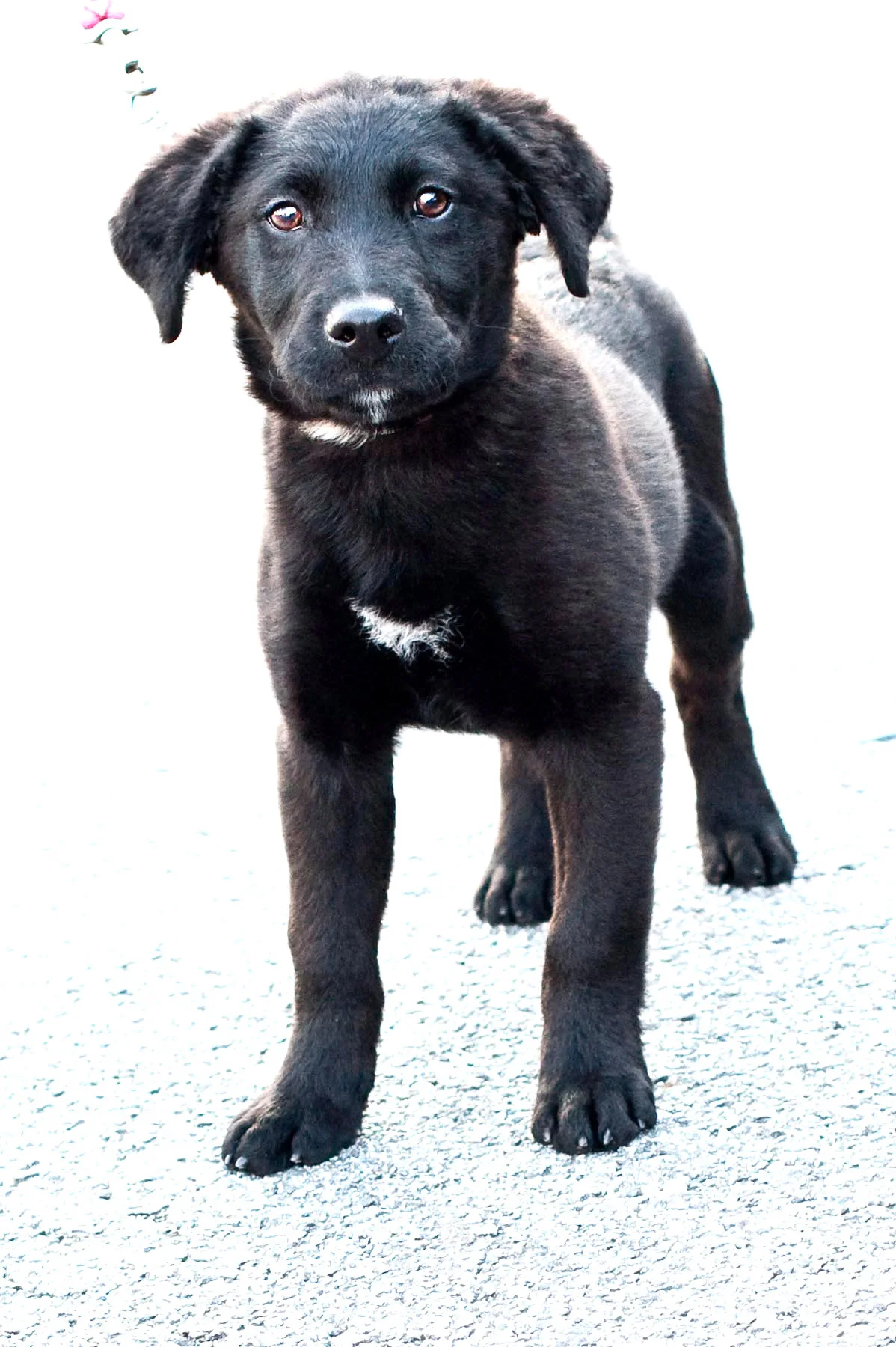 fca_3876_jolie.jpg