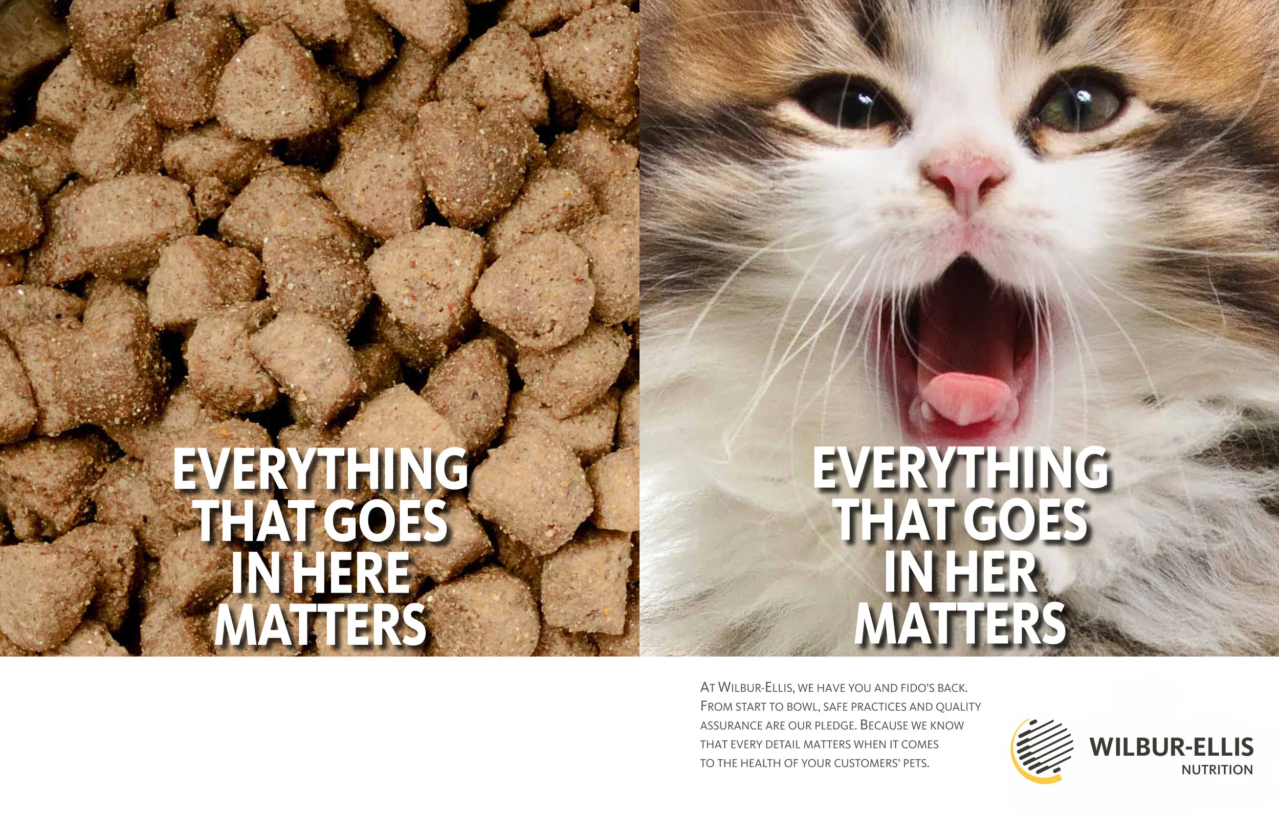 PetFood Matters Cat Ad .jpg