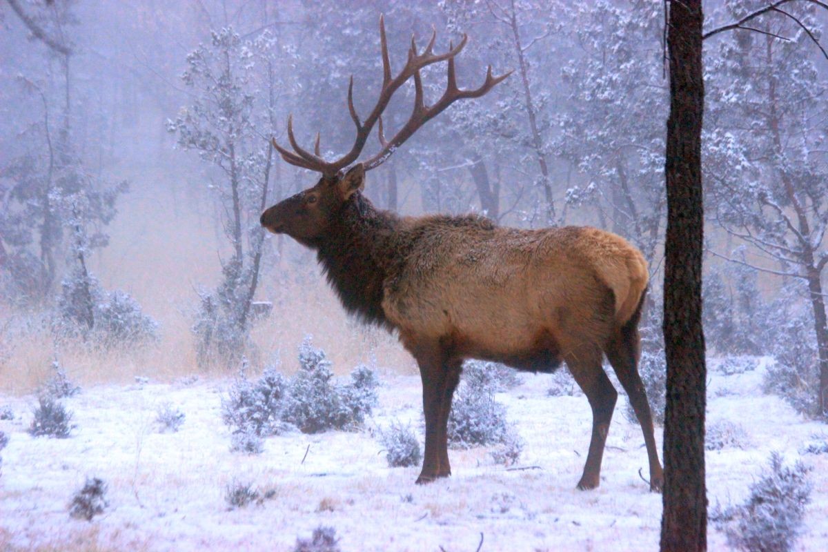 Bull Elk Winter Ruidoso.jpg