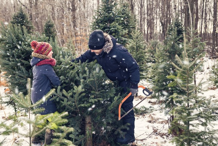 Lincoln National Forest Christmas Tree Permit — Ruidoso-NM.gov