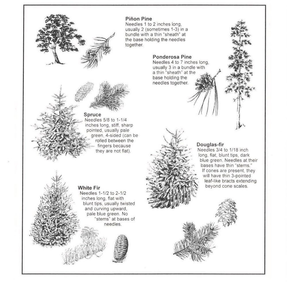 Lincoln National Forest Christmas Tree Permit — Ruidoso-NM.gov ...