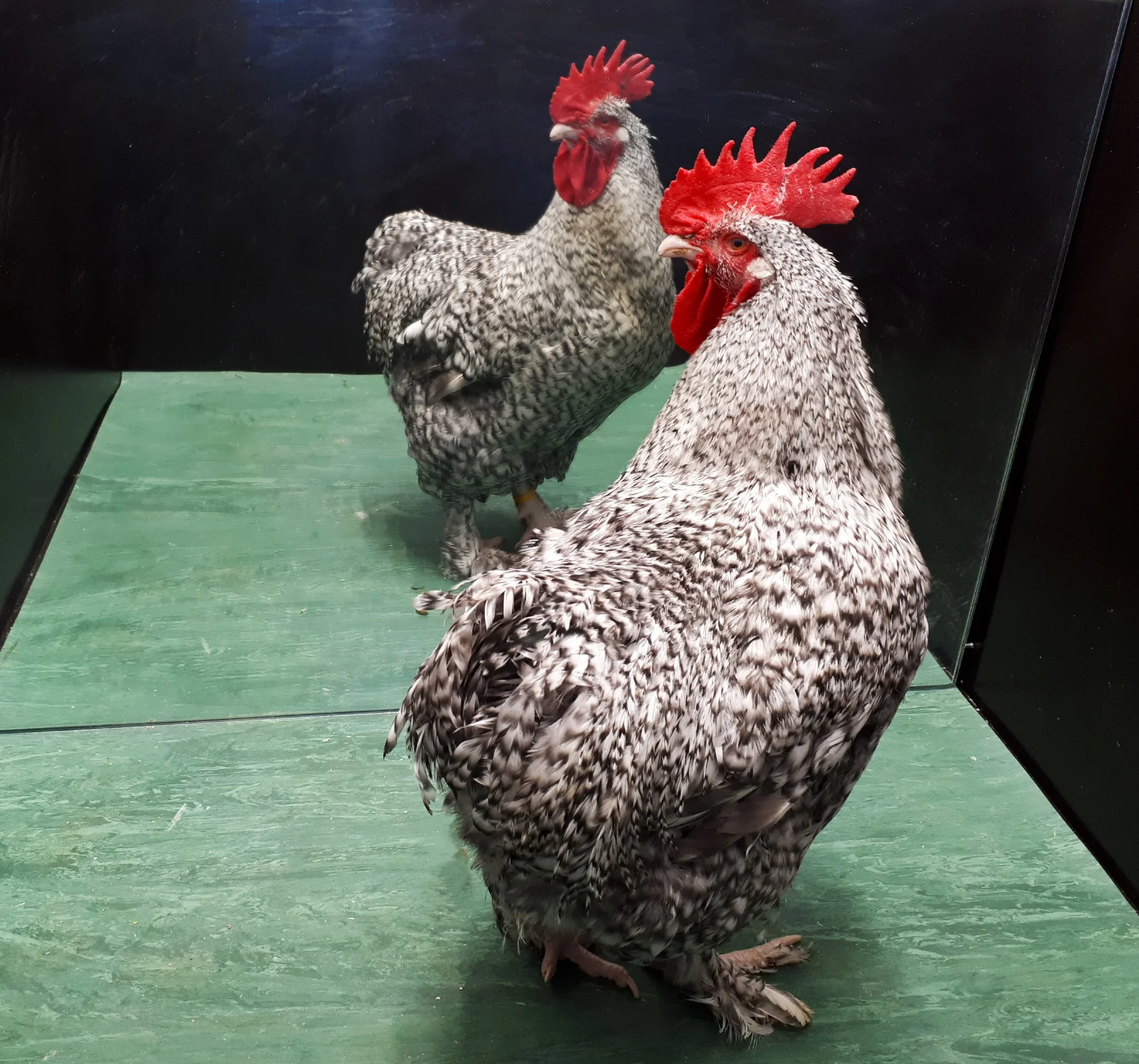 A rooster looks into a mirror