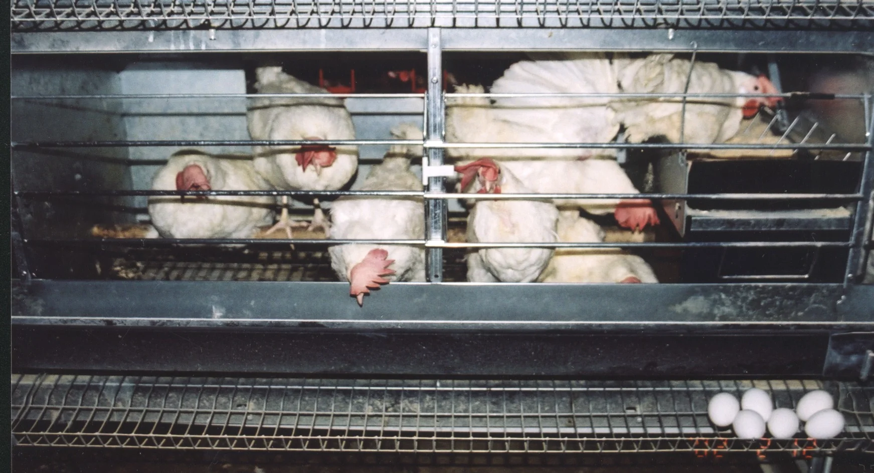 Enriched cage. Photo credit: United Poultry Concerns .