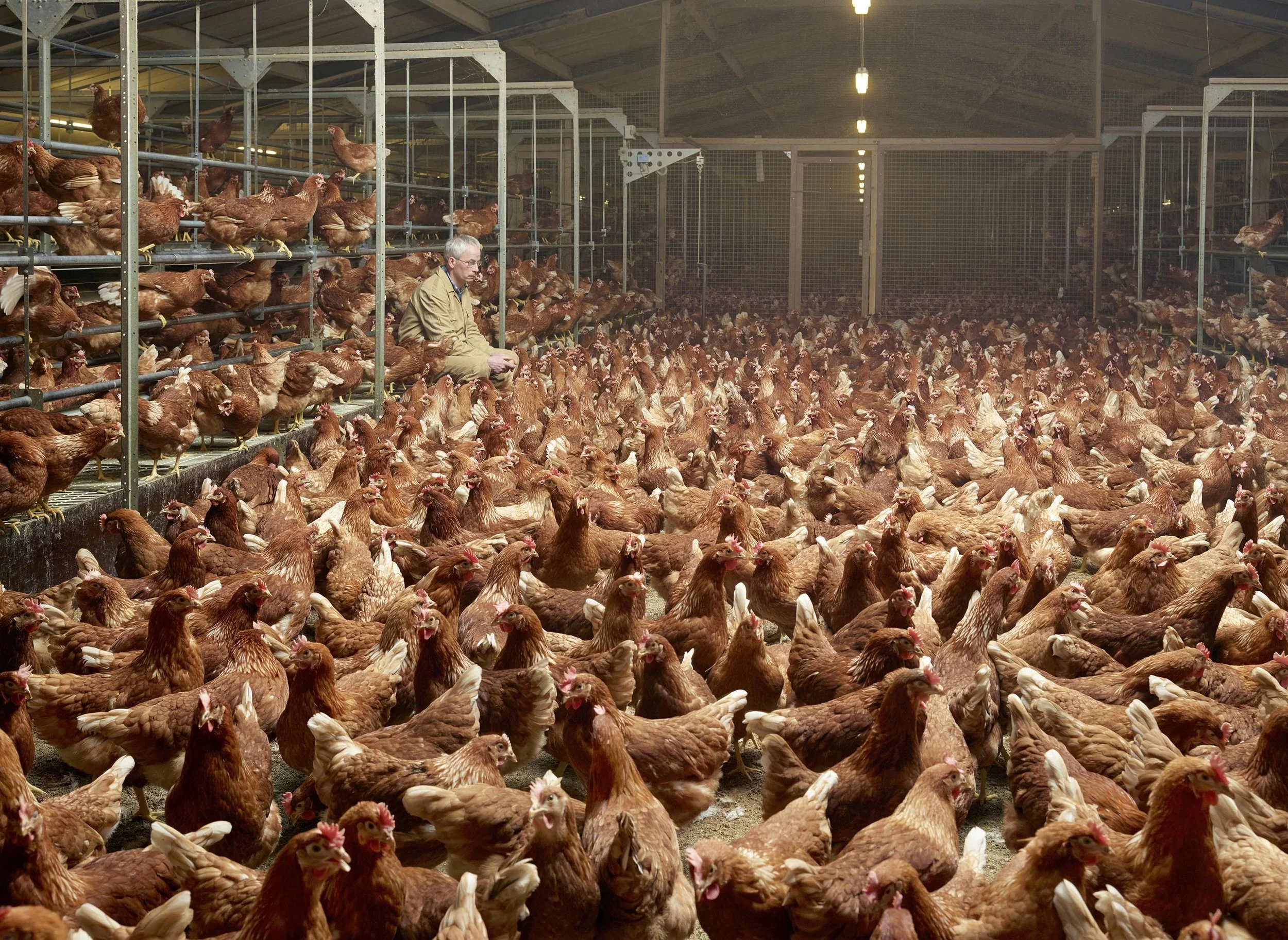 Free range hens in a multi-tier aviary system. Photo credit: Henk Wildschut.
