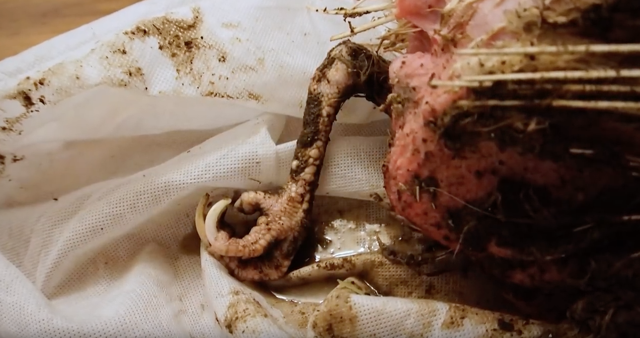 Egg-laying hens routinely endure painful injuries.