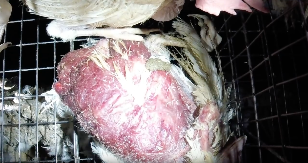 A dead hen left to decay inside a cage with still living hens.