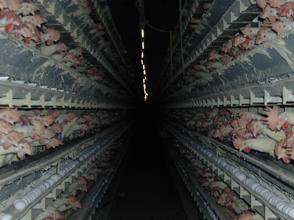 A typical battery cage, egg laying facility.
