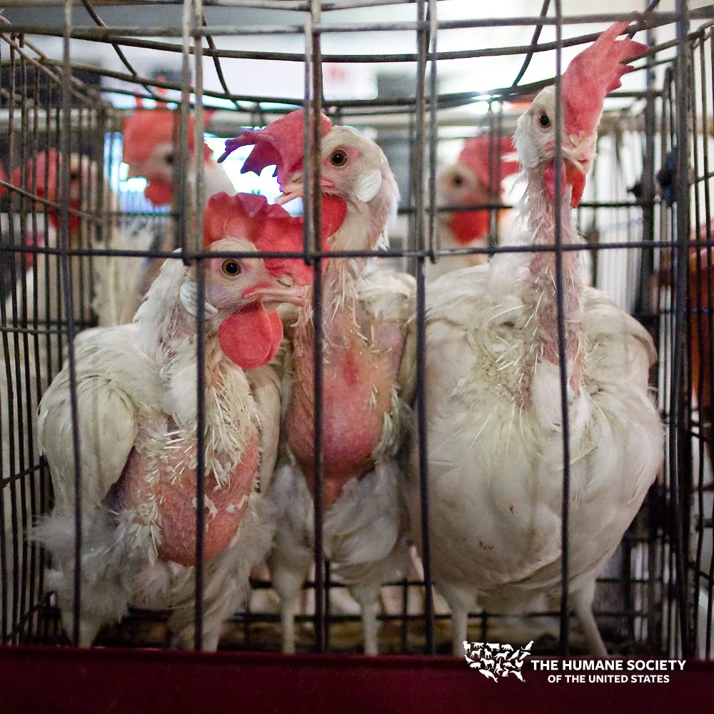 Photo credit: HSUS
