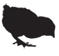 Chick_silhouette.png