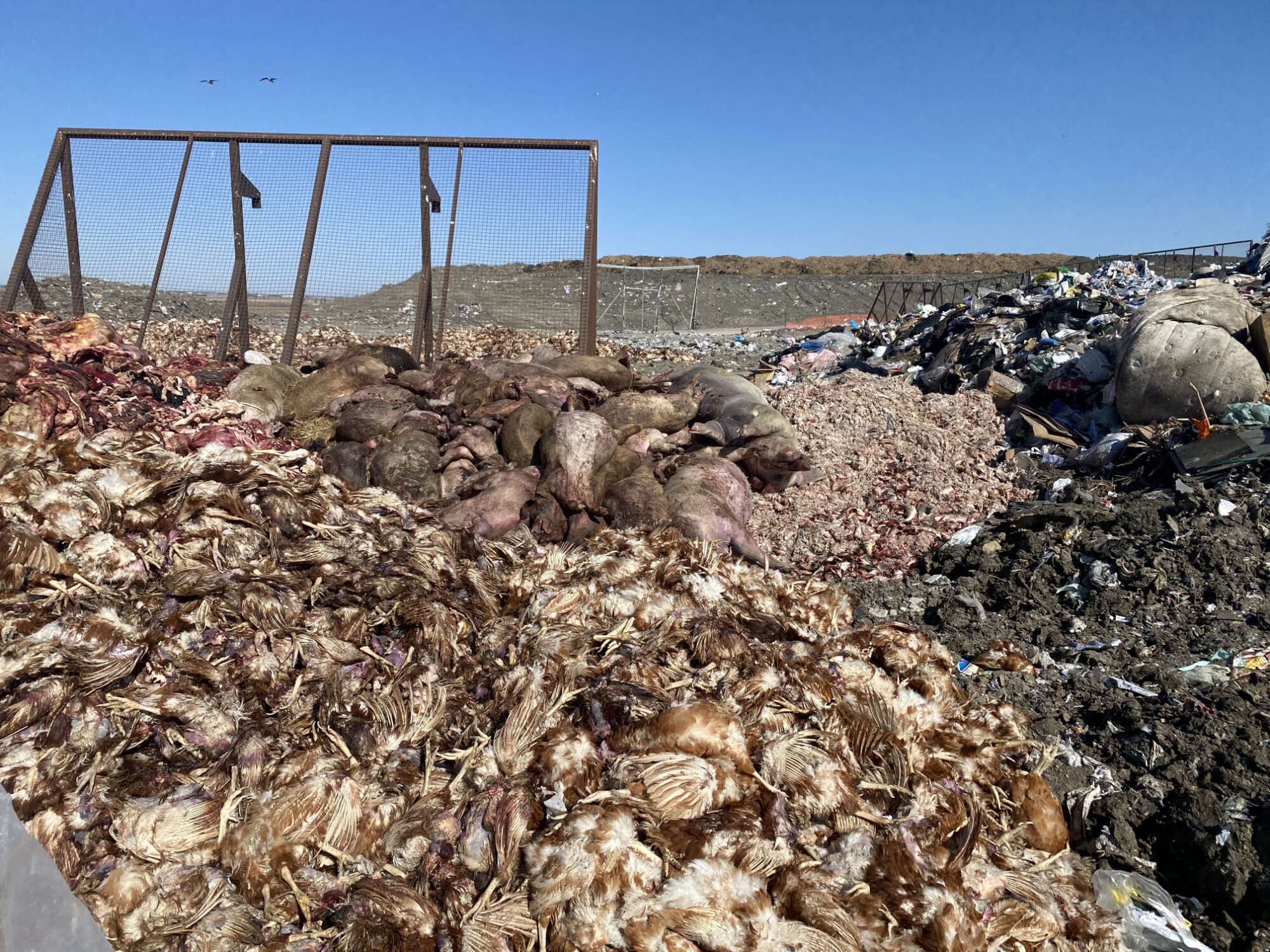 Note the dead pigs in the background of this sea of spent hens.