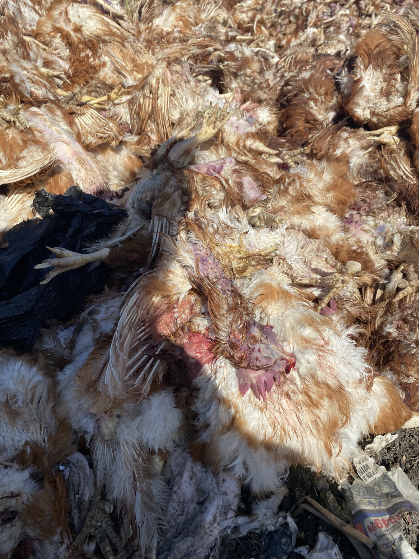 Feather loss is ubiquitous among battery caged hens.