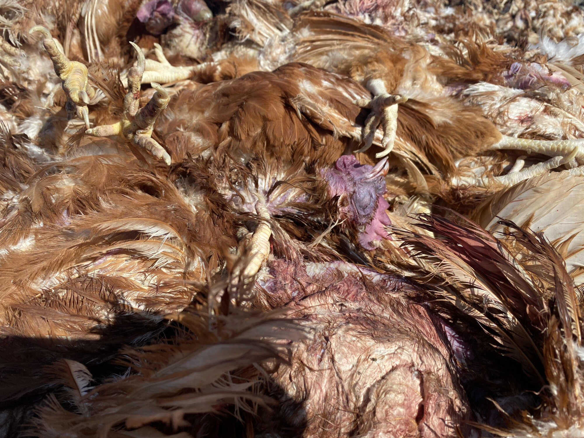Closeup of a dead hen