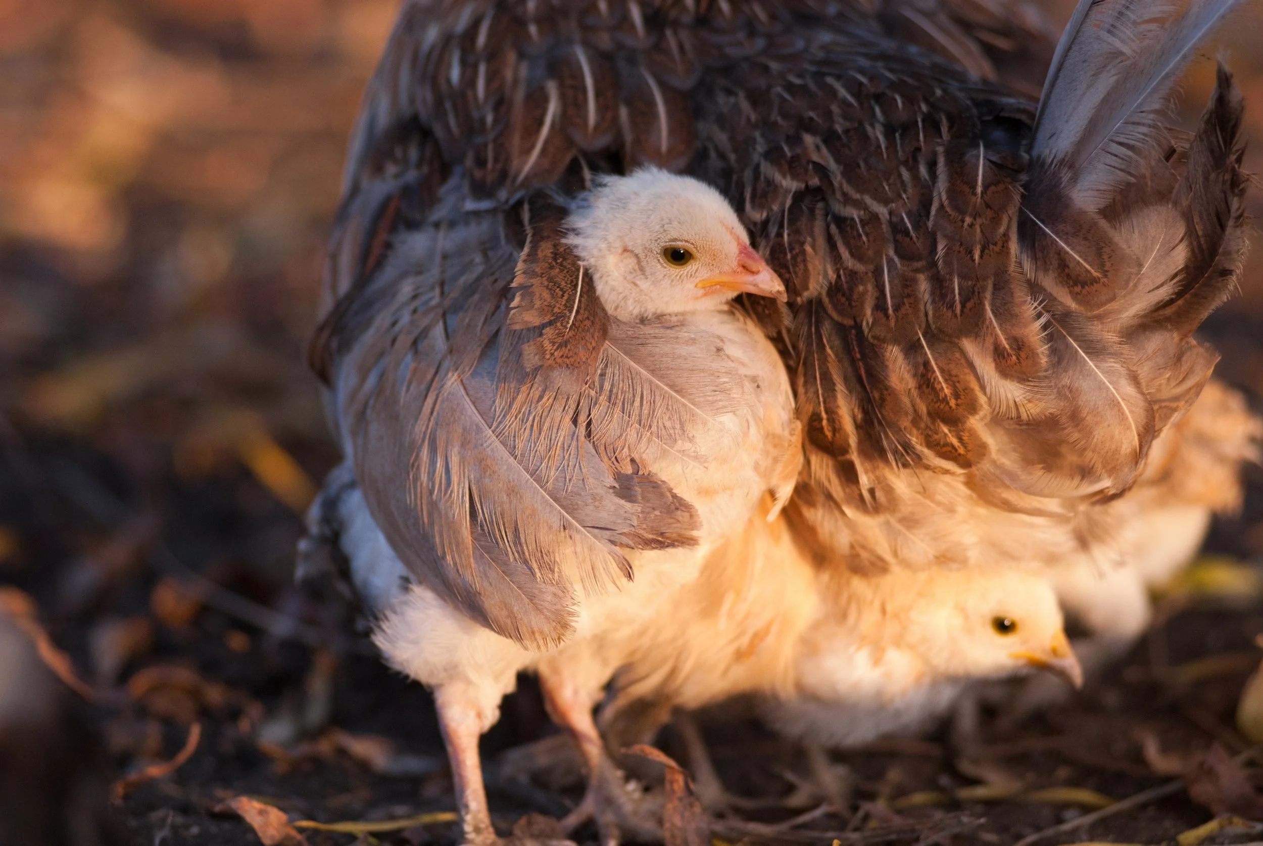 The Motherhood We Ignore: The Exploitation of Mother Hens in the Egg Industry