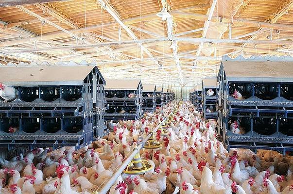 3-poultry-breeding-farm-photostock-israelscience-photo-library.jpg