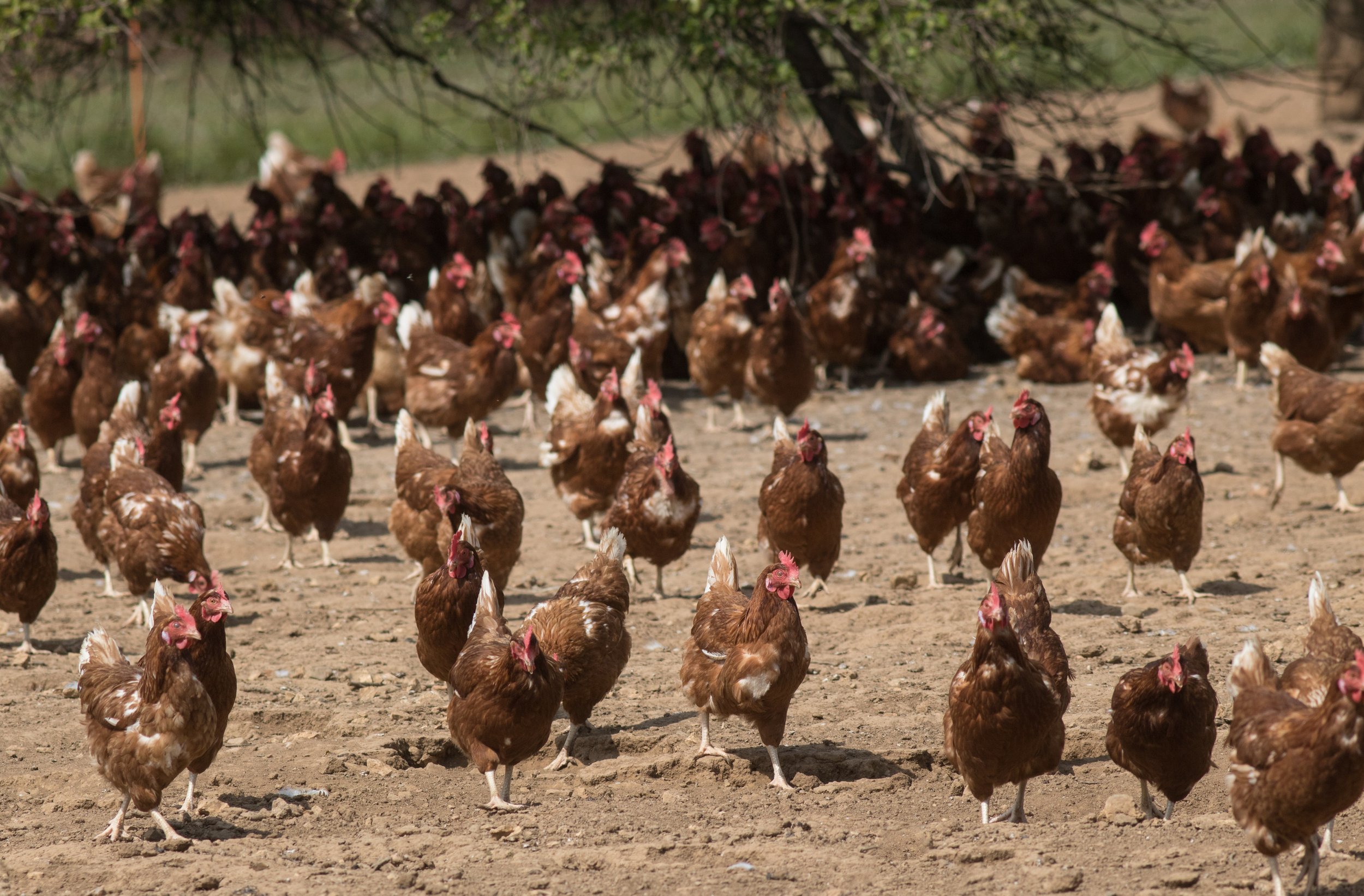 Pasture Raised