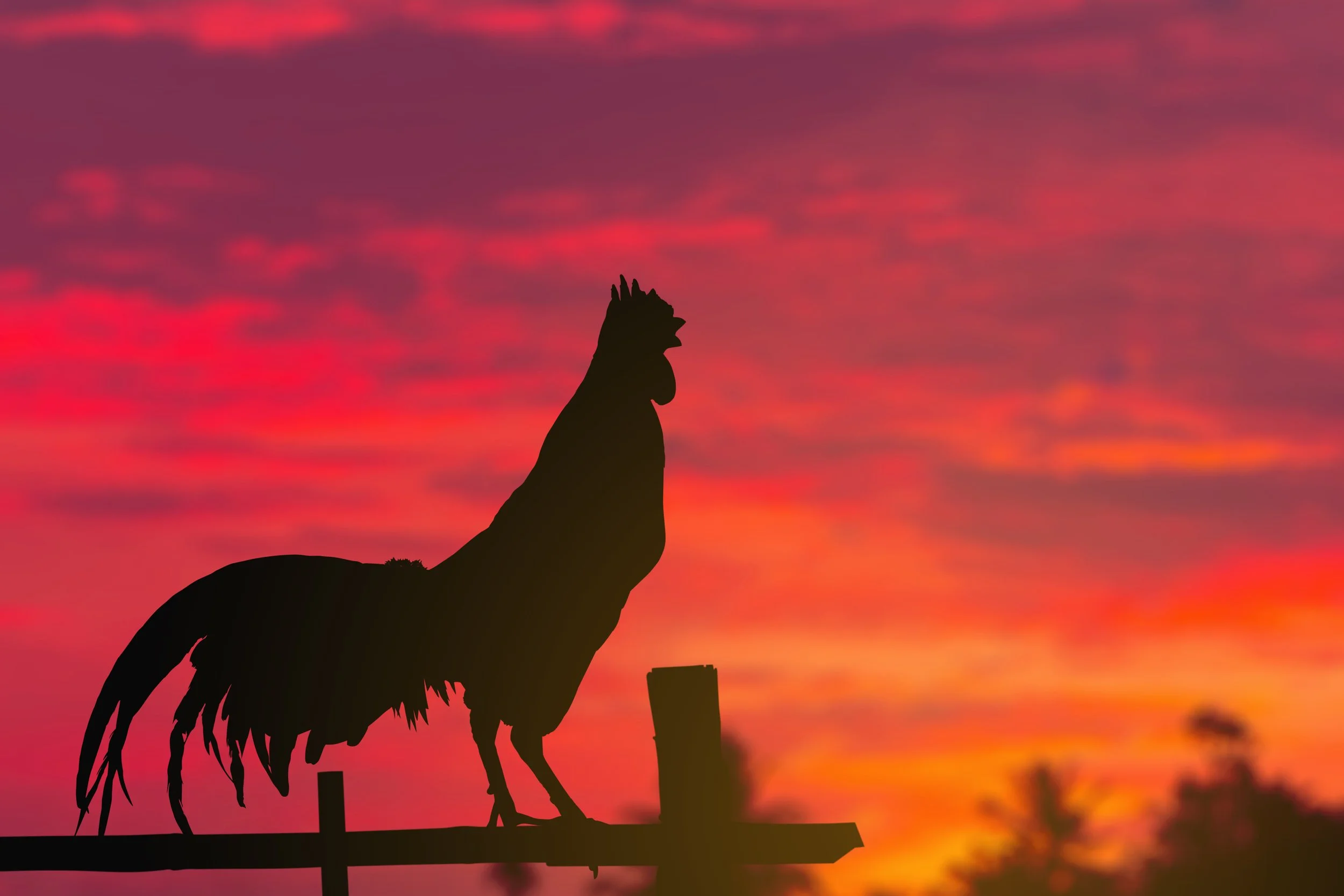 All About Roosters
