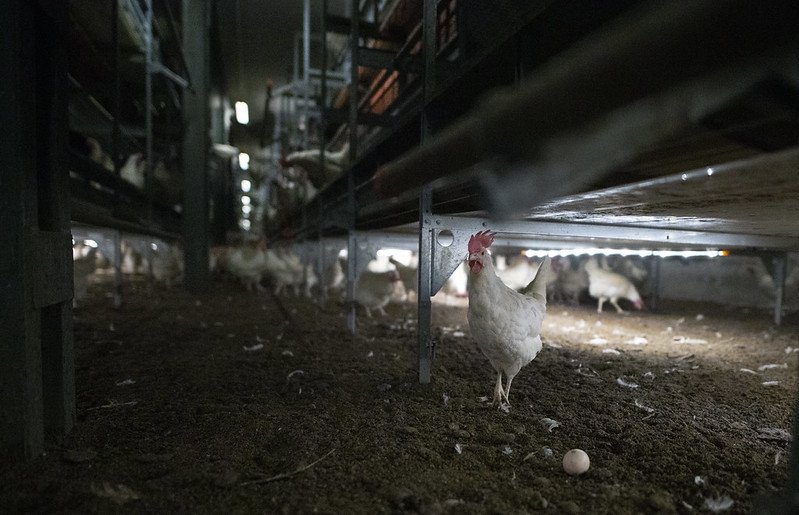 Hen in Cage-free Barn