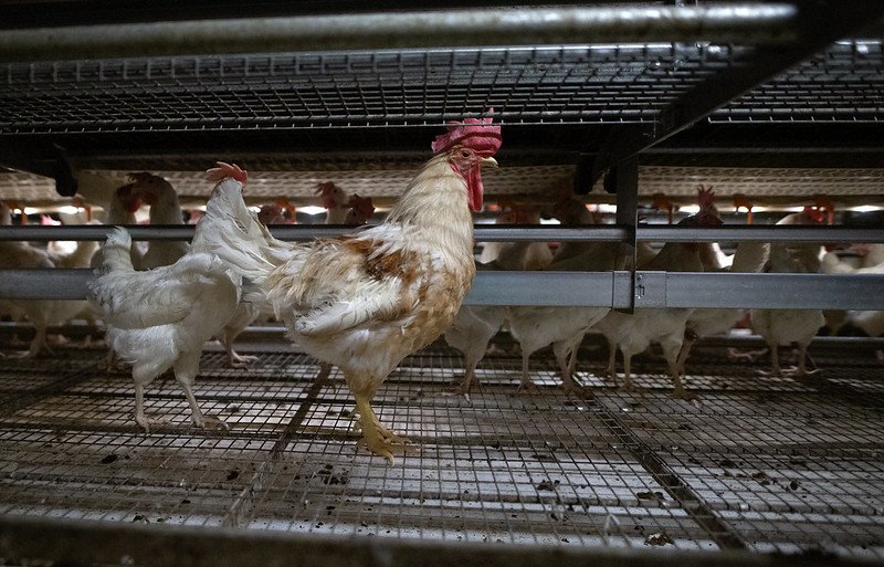 Breeder Farms