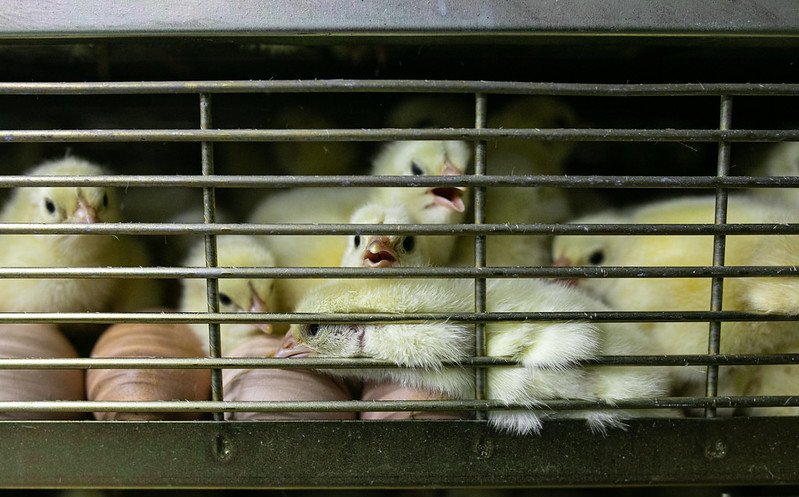 Newly Hatched Chicks