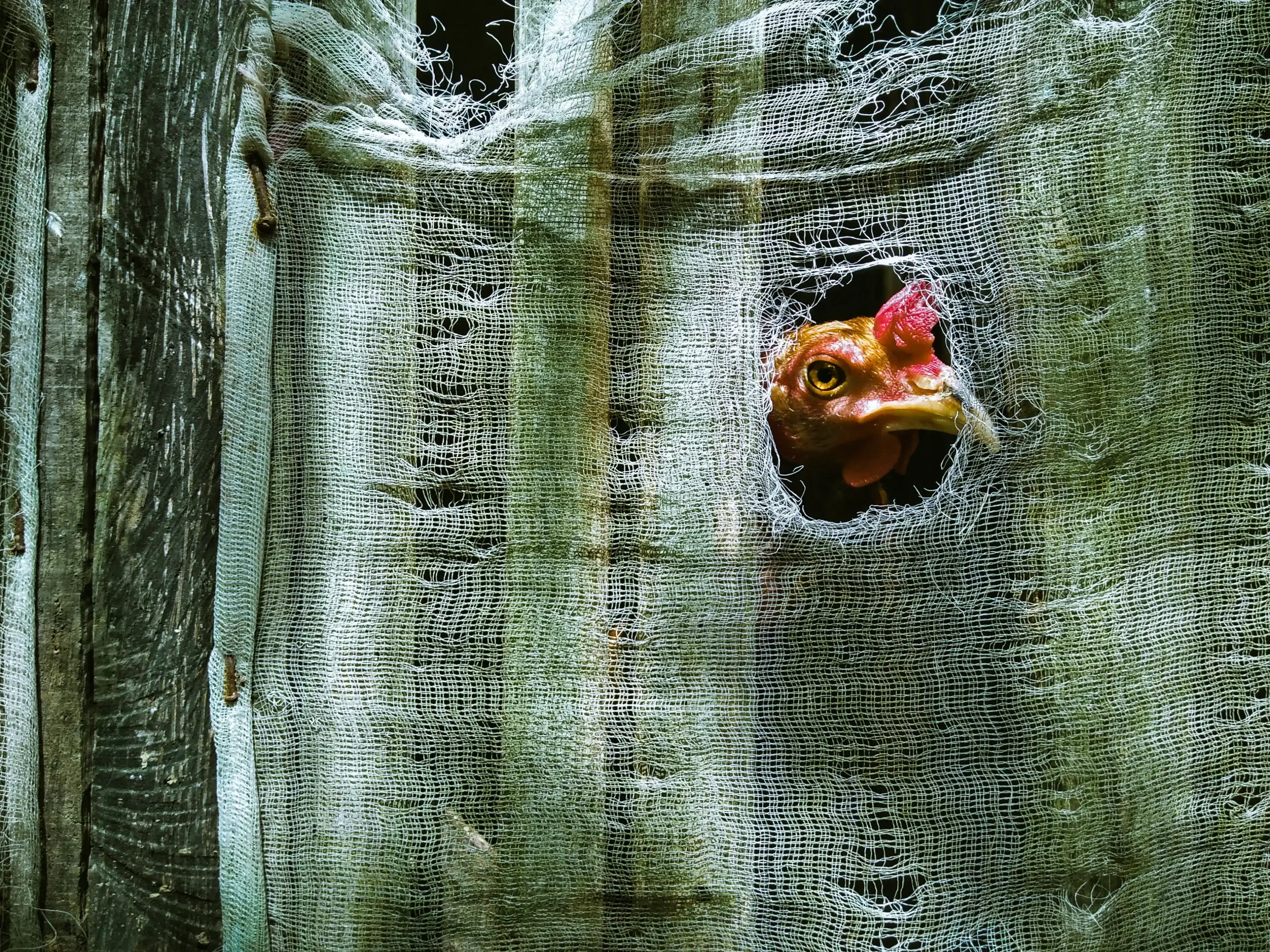 The Birds We Watch. The Birds We Cage.