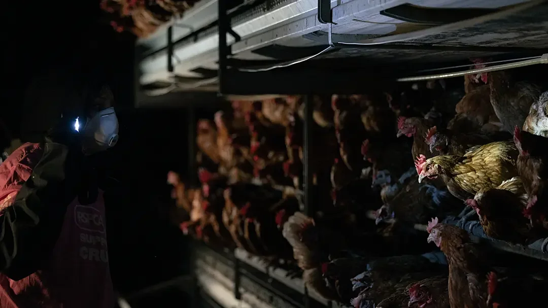 A brown laying hen spotlit by an investigator's light lives crowded with thousands of other hens inside an RSPCA Assured high-welfare egg farm. Undisclosed, UK, 2024. Rebecca Cappelli Loviconi / We Animals