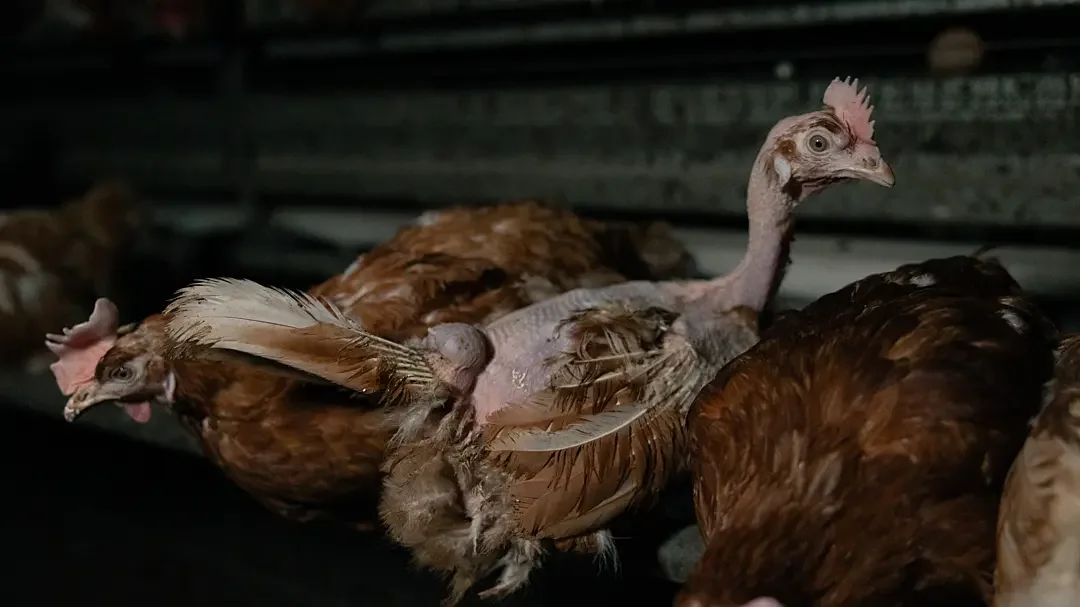 Do Cage-Free Eggs Help Animals? The Harder Question.