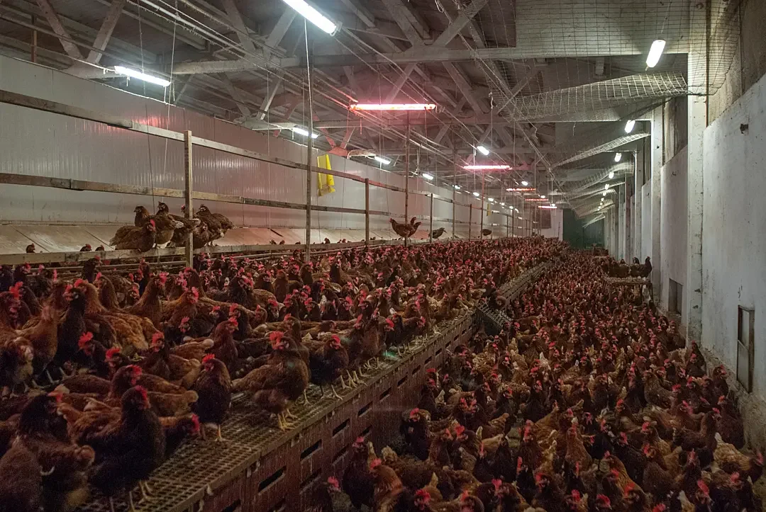 A barn filled with thousand of hens kept for eggs. No window. No nests.
