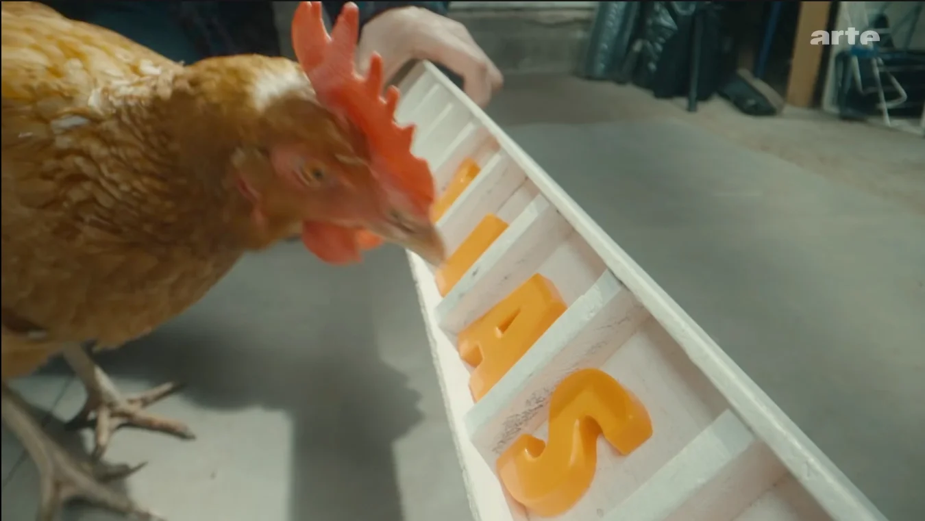 Veterinarian Emily Carrington demonstrates how her hens identify shapes.