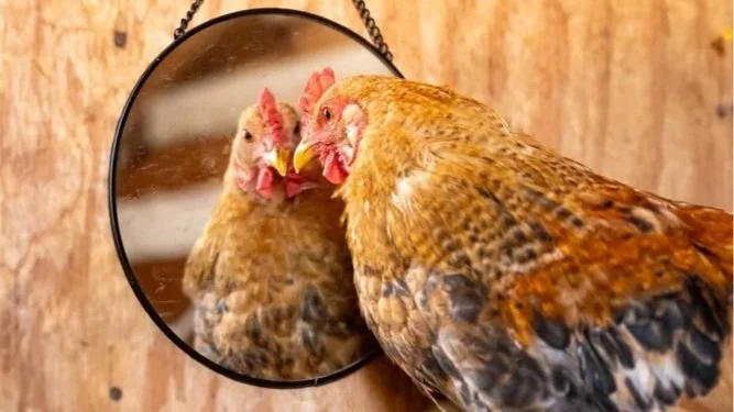 Do Chickens Know They're Conscious? The Science That Changed Everything.