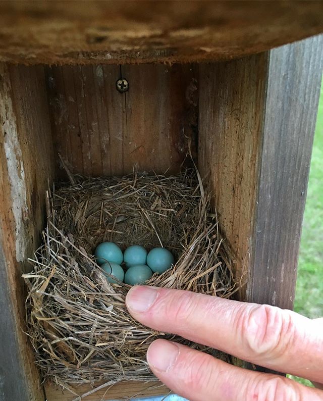 Bluebird jewels. #spring #peekaboo