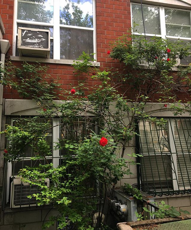 Urban beauty. #roses #cloudydays #w117