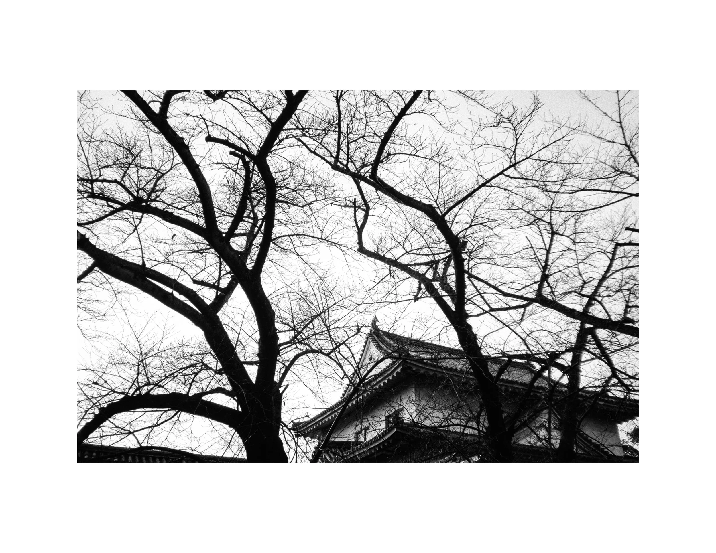 castleandtrees.jpg