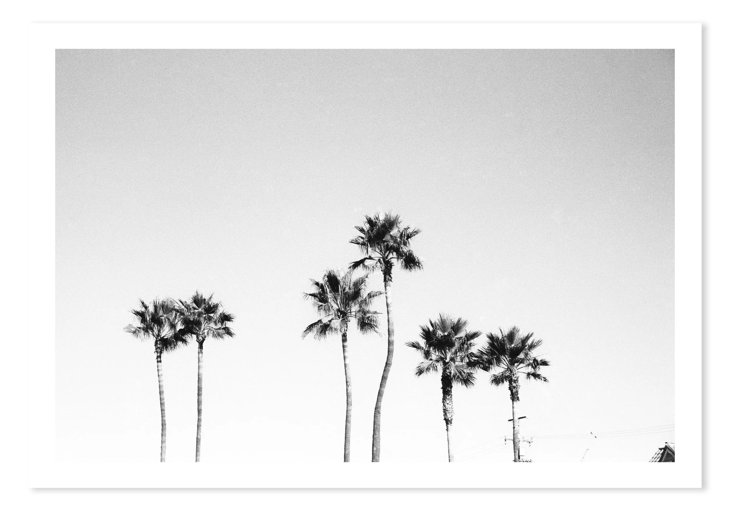 palms_No.3 _shadow.jpg